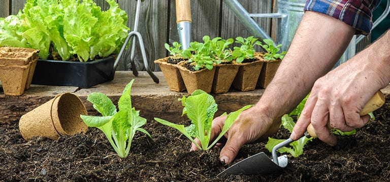 Nurturing plants in a garden for mental wellness