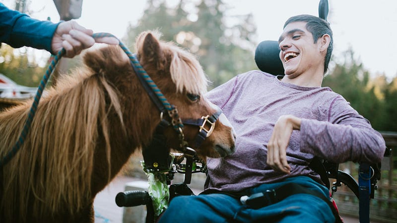 Interaction with therapy animals