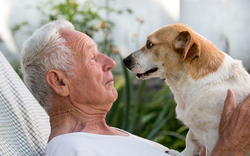 Engaging with therapy animals