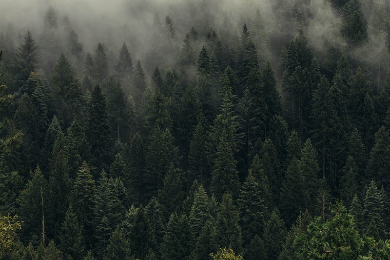 Pine trees in a forest