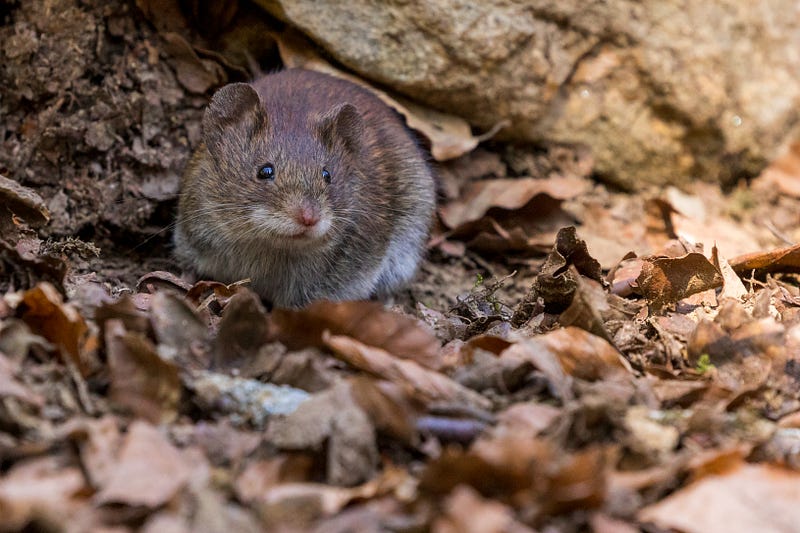 Mice in a utopia experiment, showcasing social dynamics