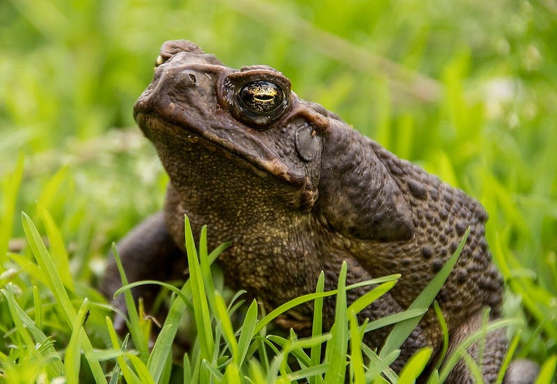 Cane Toads in Australia