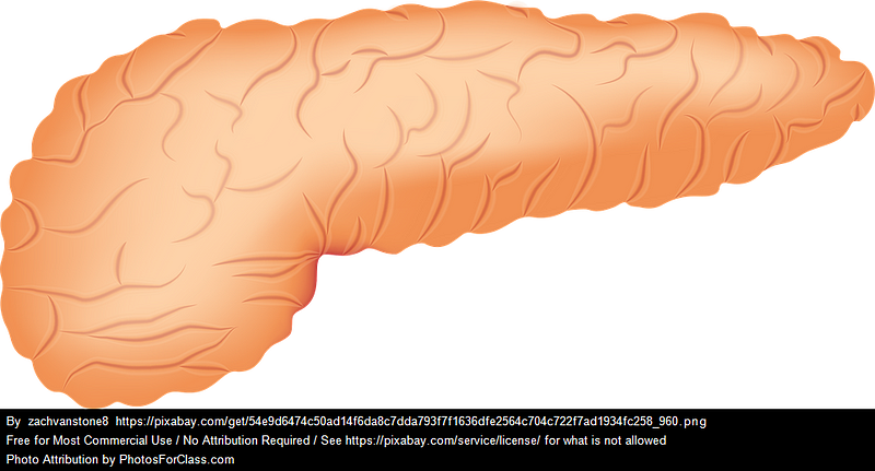 Process of carbohydrate absorption in the digestive system