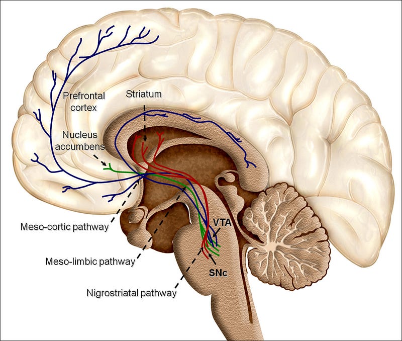 Dopamine Pathways in the Human Brain