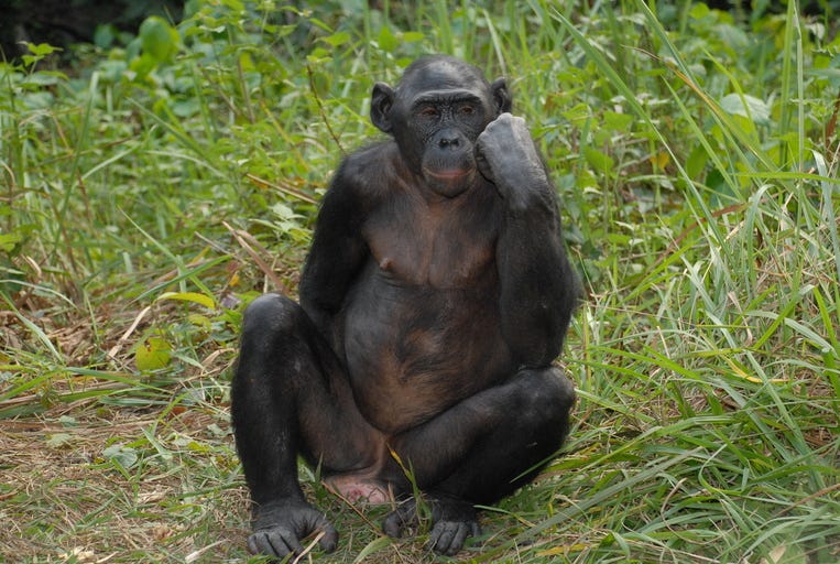 Bonobos engaging in cooperative behavior