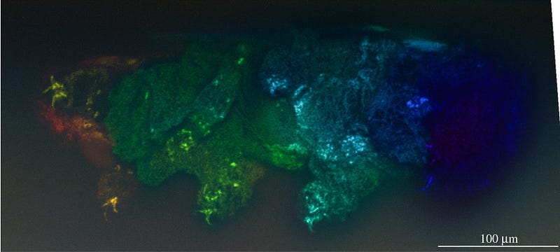 Confocal microscope imaging of tardigrade