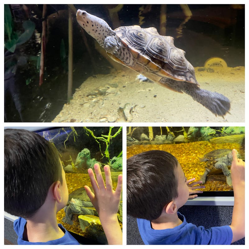 Interacting with a turtle at the Nature Center