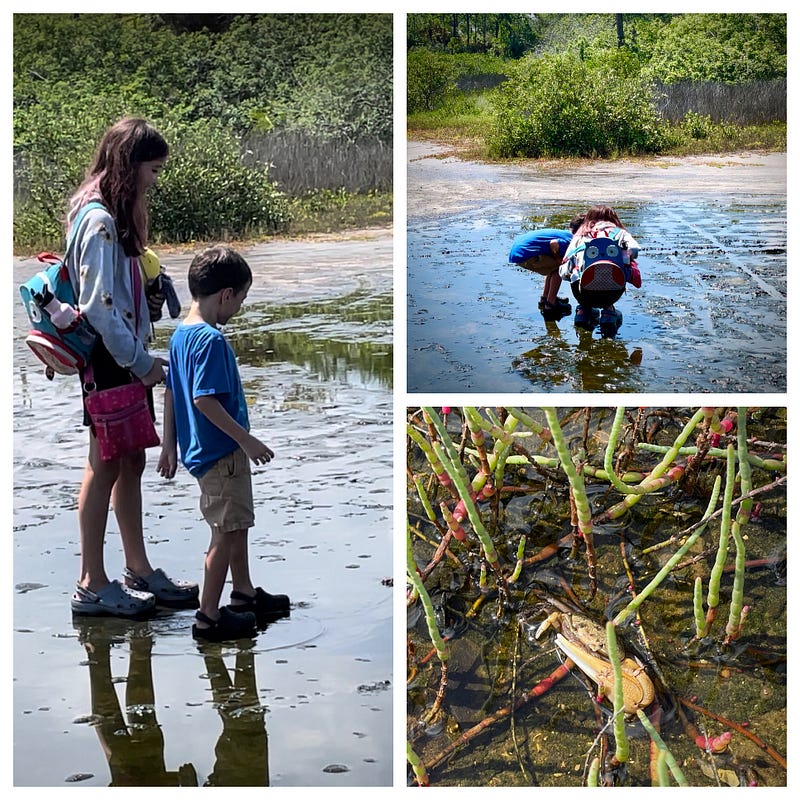 Fiddler crabs in their natural habitat