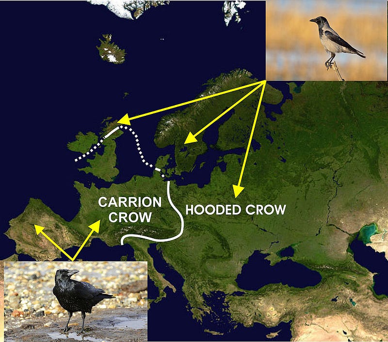 Map showing crow distribution in Europe