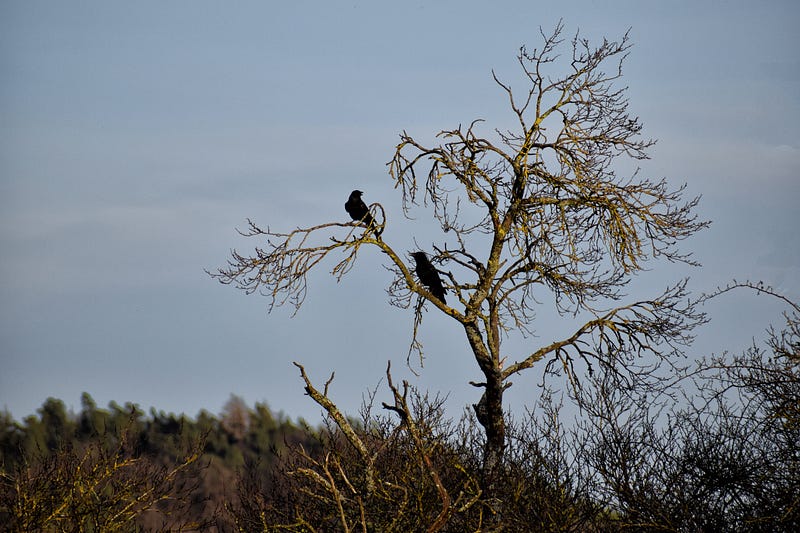 Health differences in crow species