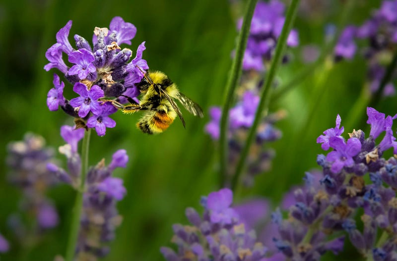 Bees interacting with flowers