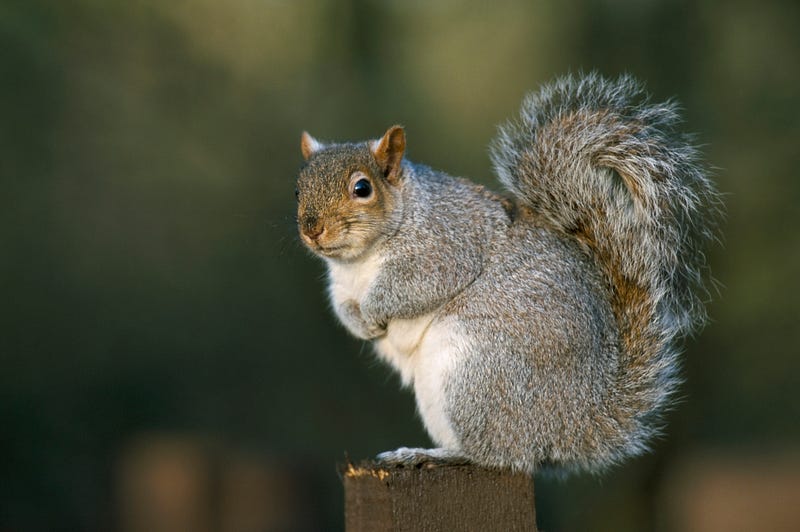 Grey squirrels in their natural habitat