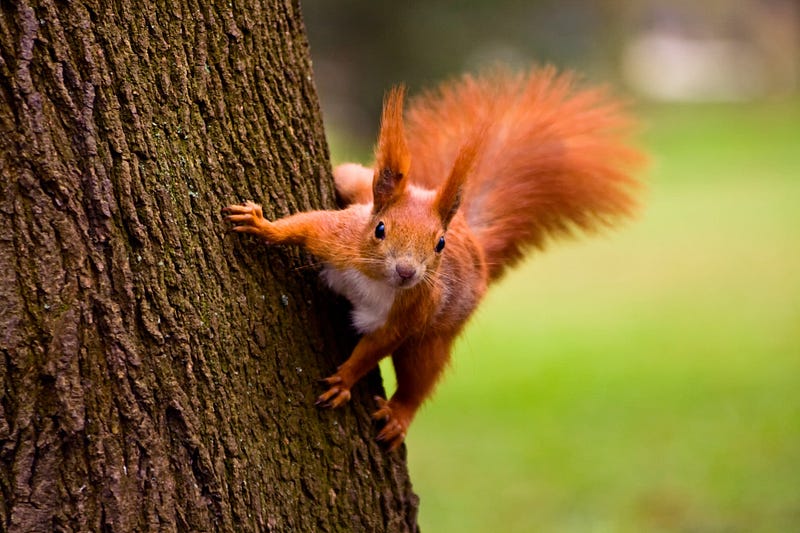 Red squirrels in their natural environment