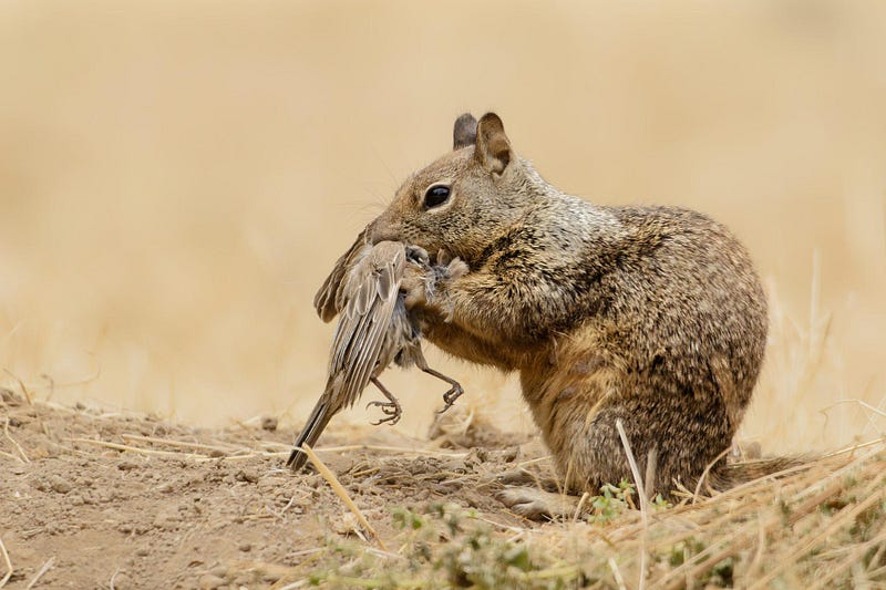 Damage caused by grey squirrels in forests