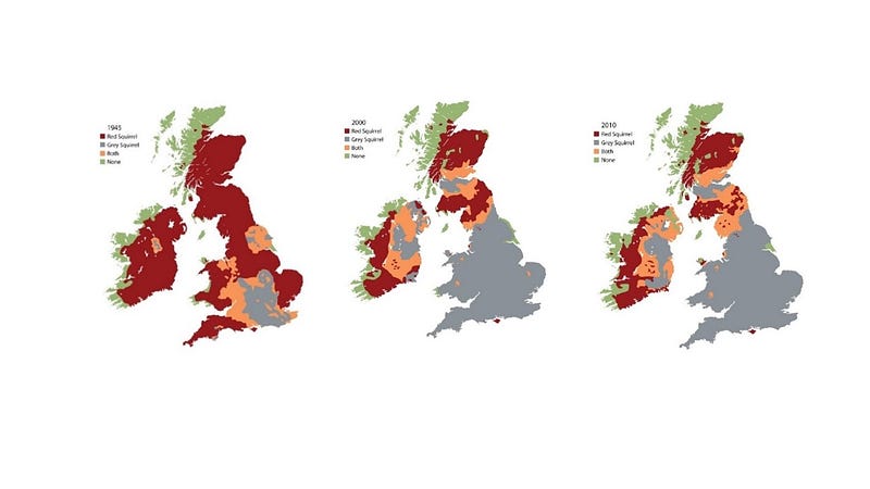 Distribution map of grey squirrels in Italy