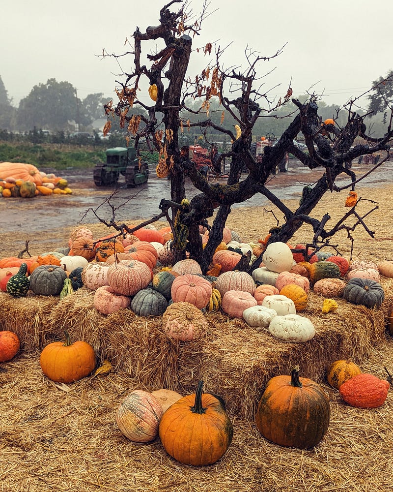 A joyful moment at the pumpkin patch despite the rain