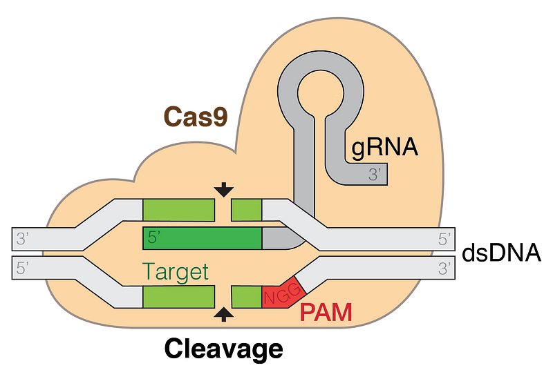 Illustration of the CRISPR gene-editing mechanism