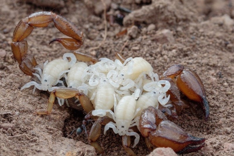 Mother scorpion caring for her young