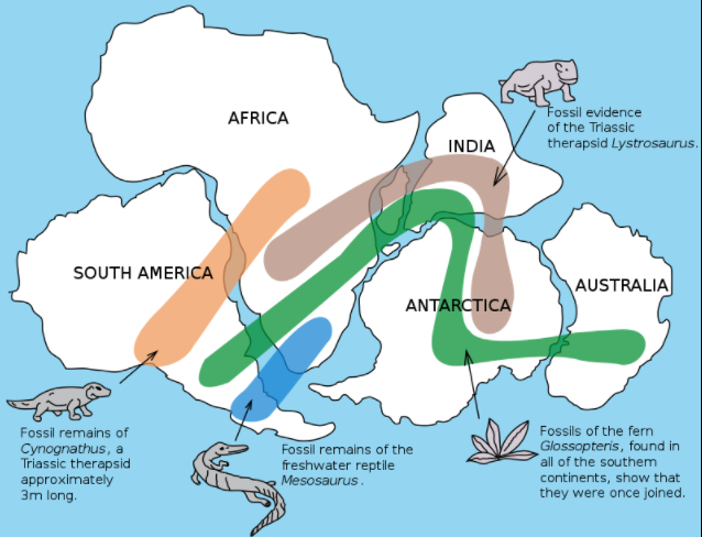 Fossil Connections Across Continents