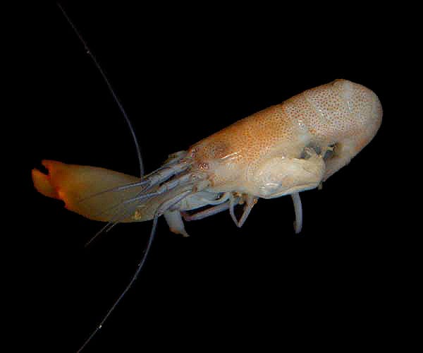 Pistol shrimp showcasing its unique claw