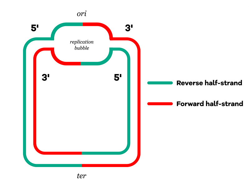 Diagram illustrating bacterial DNA replication