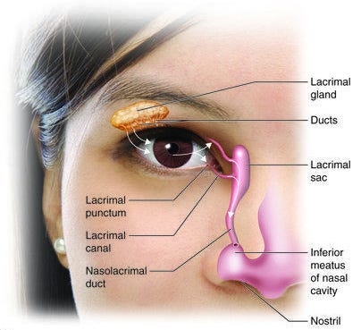 Diagram illustrating the lacrimal system