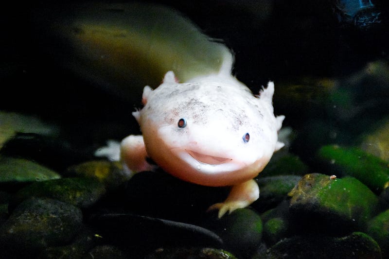 Axolotls displaying their regenerative abilities