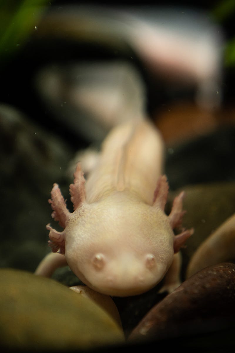 Diagram of axolotl brain highlighting regenerative areas