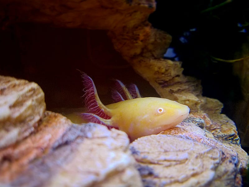 Research on axolotls and their regenerative capabilities