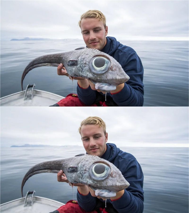 Big-eyed ratfish