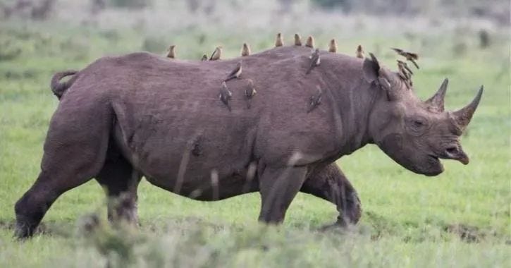 Starlings and rhinos