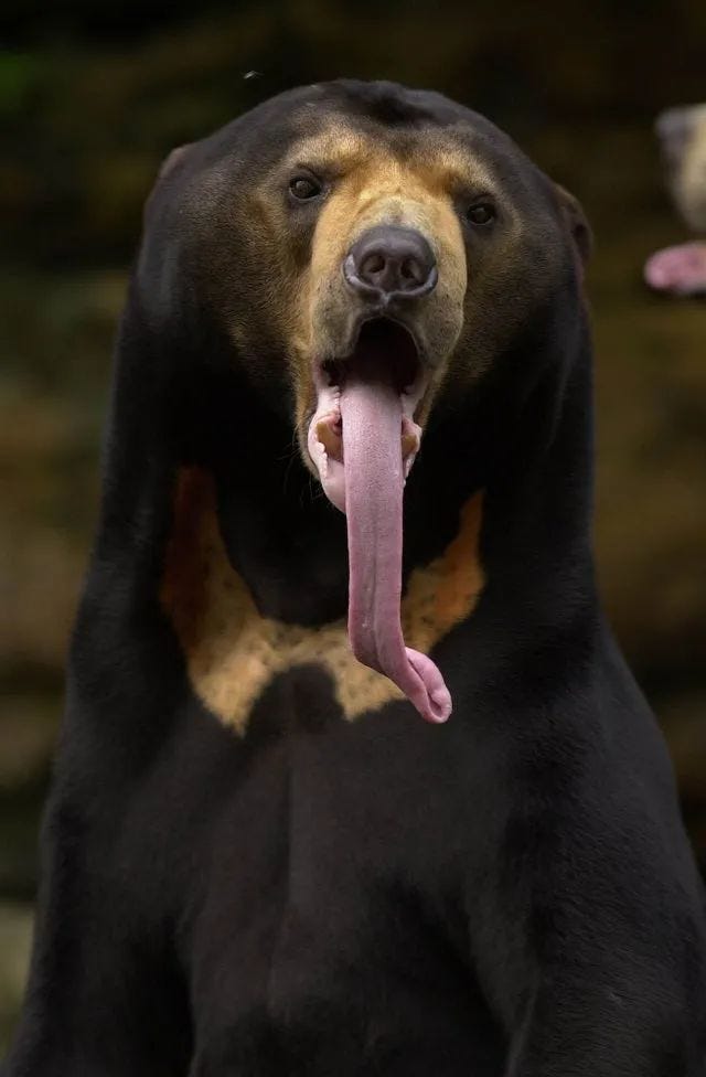 Sun bear with long tongue