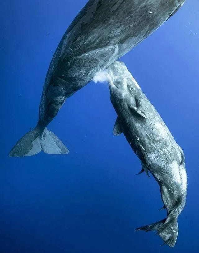 Whale nursing its calf