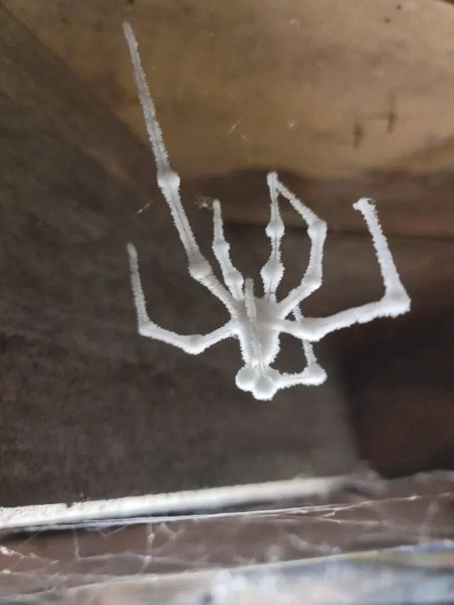 Fungus-infected cellar spider