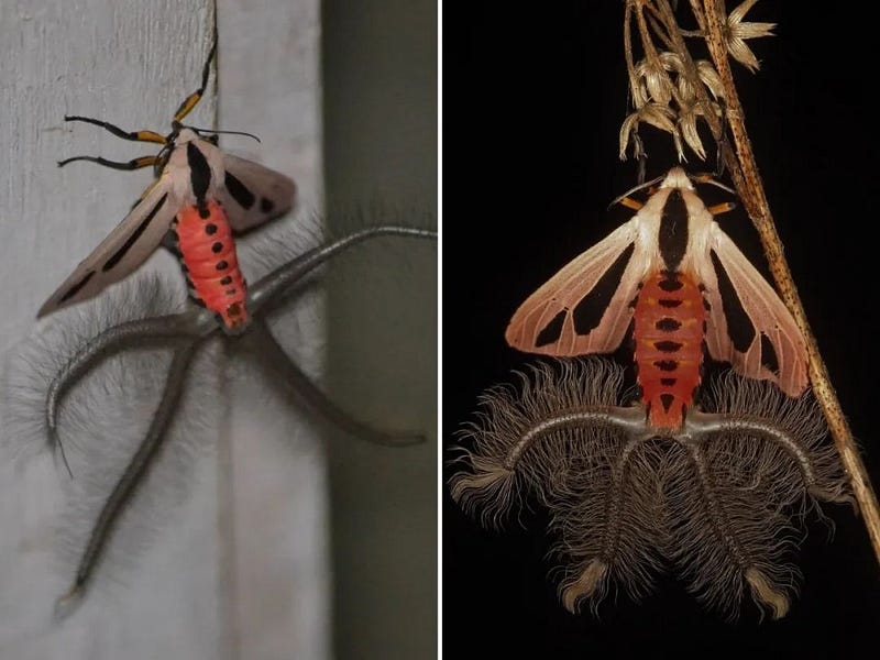 Black-striped phoenix moth