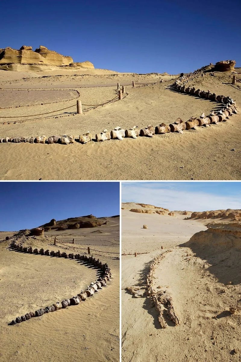 Fossilized whale skeletons