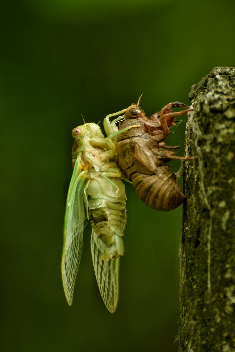 A cicada in the wild