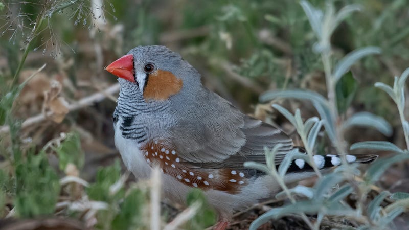 Zebra finch resting