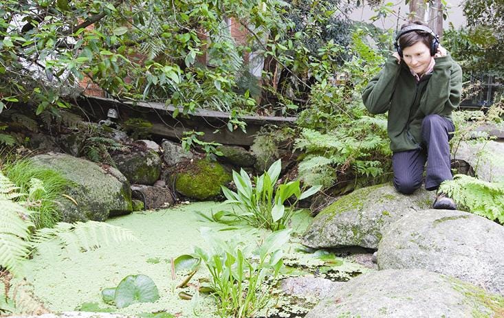 Researcher observing urban frogs for mating behavior