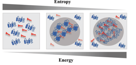 Illustration of cellular condensates and their functions