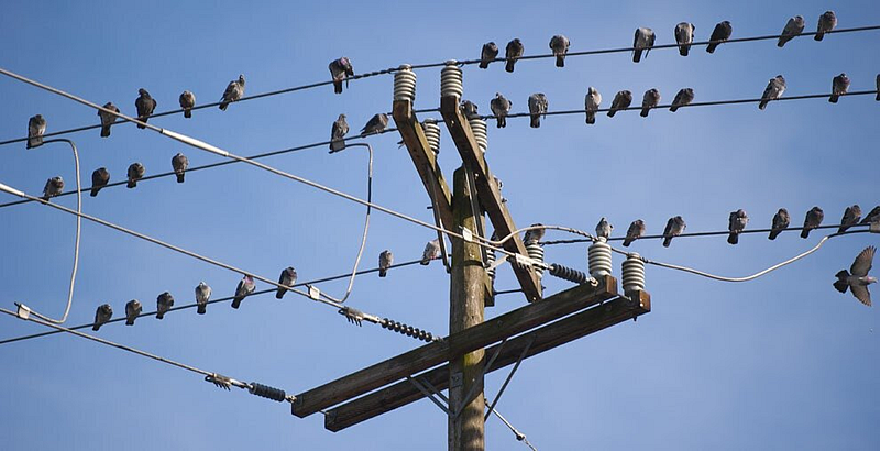 Birds resting on power lines