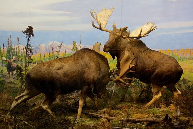 Alaskan Moose at the American Museum of Natural History