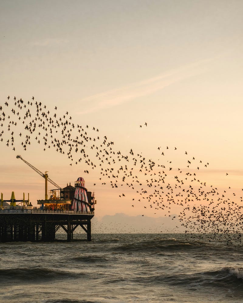 Starlings in flight showcasing the beauty of murmuration