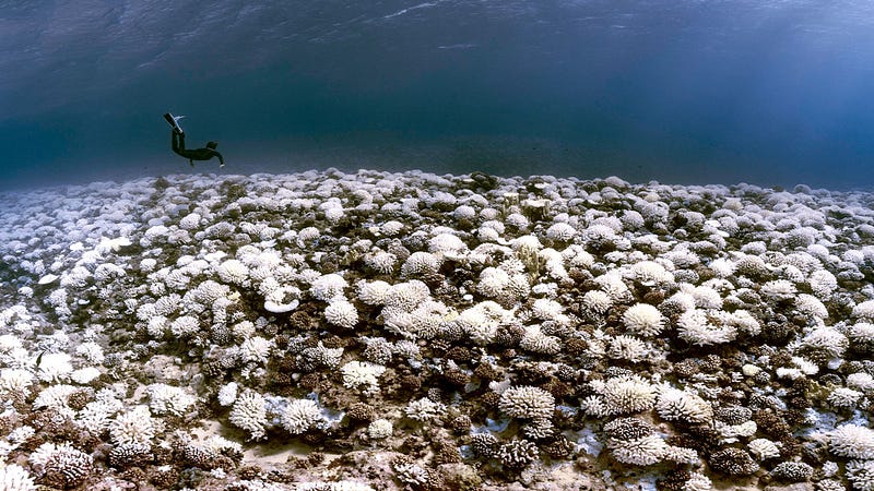 Coral bleaching event highlights urgent climate action needed