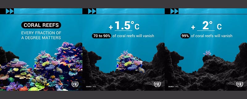 UN report on coral reef loss and biodiversity