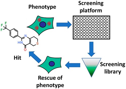 Phenotypic screening principles and potential