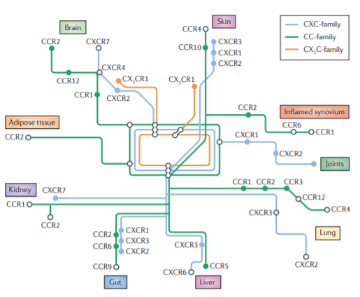 Chemokines and their role in the immune system