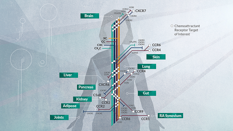 Chemokine interactions and drug development challenges