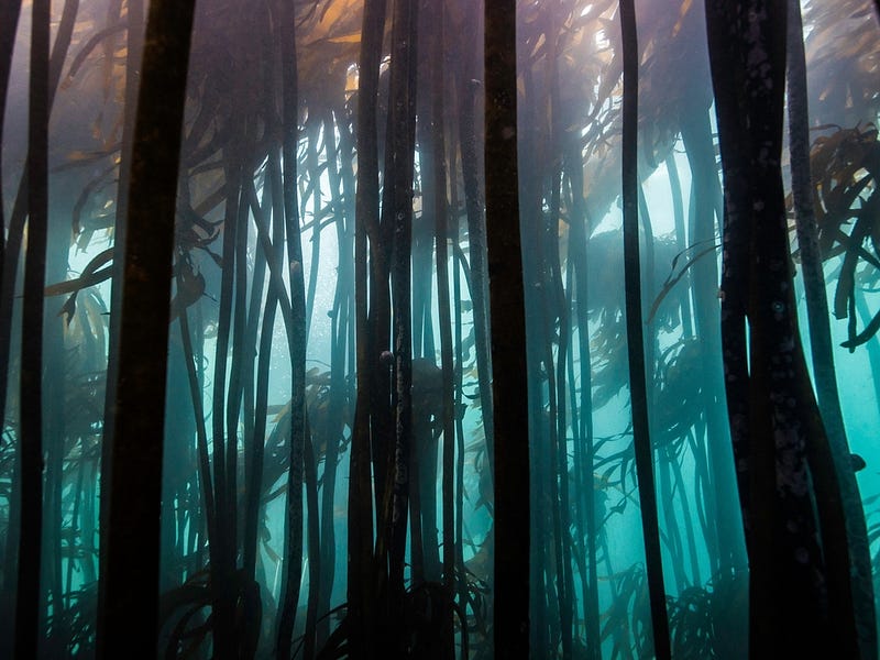 A thriving kelp forest environment