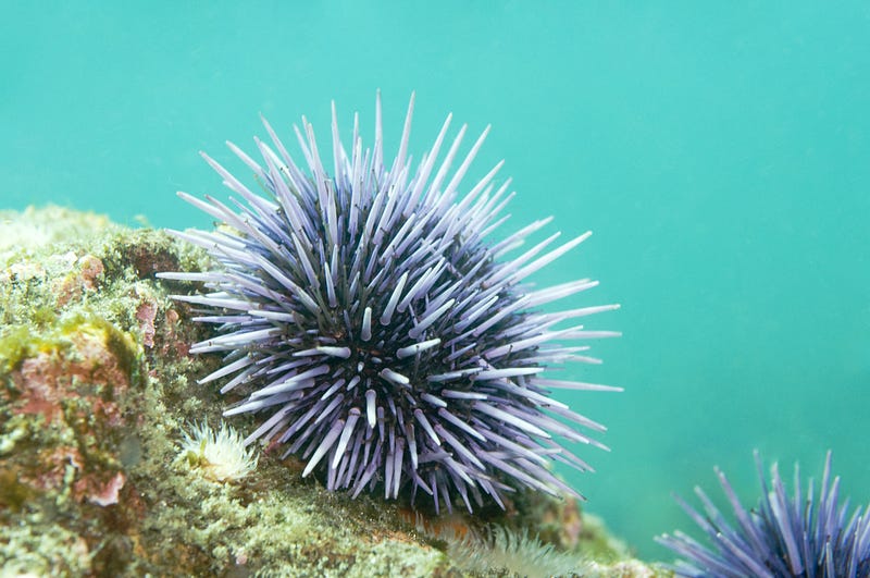 Sea urchin (Echinodermata)